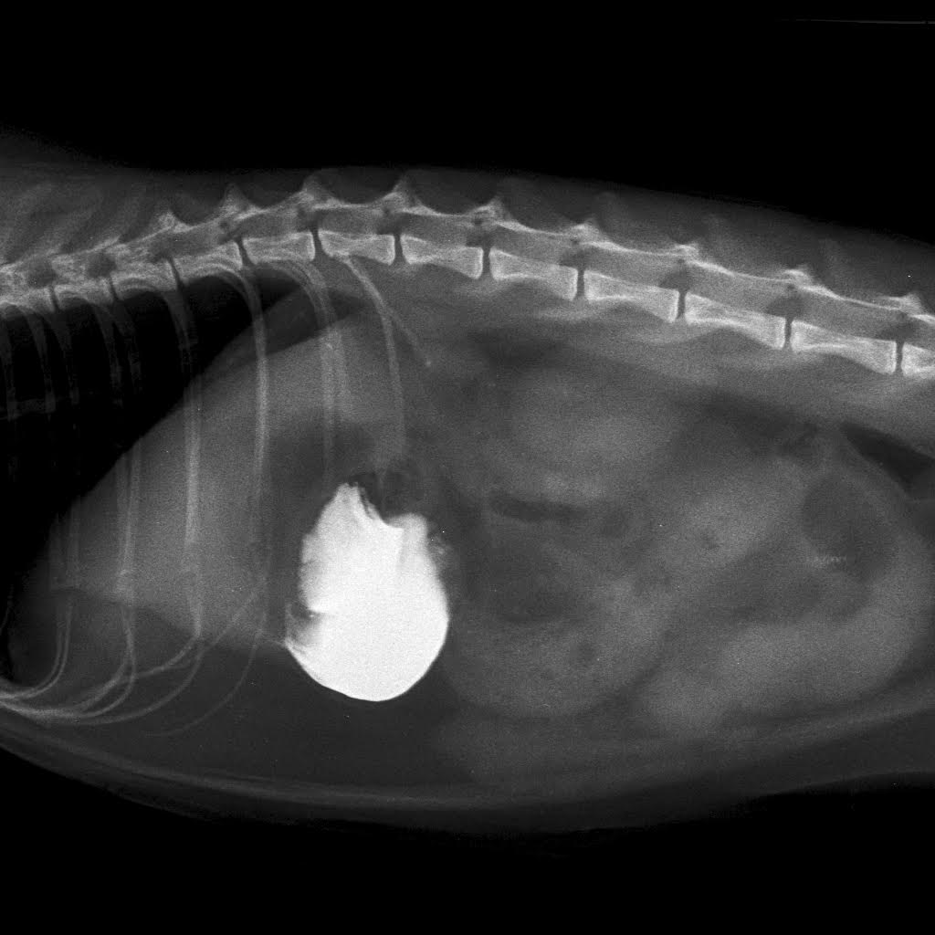 фото рентген кошке