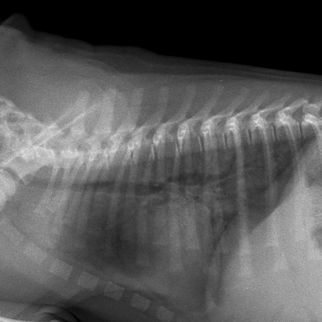 рентген кошеке