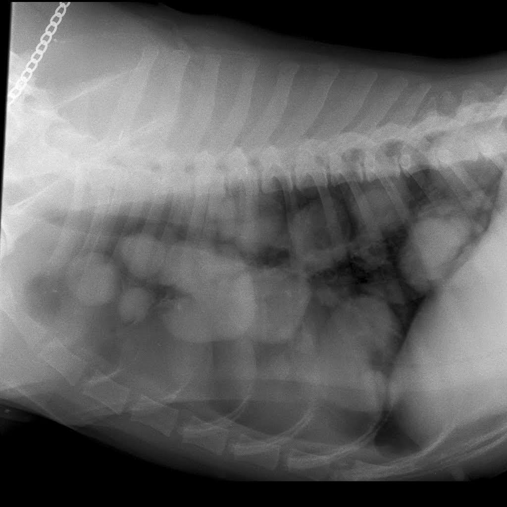 рентген собаки - множественные образования в легких