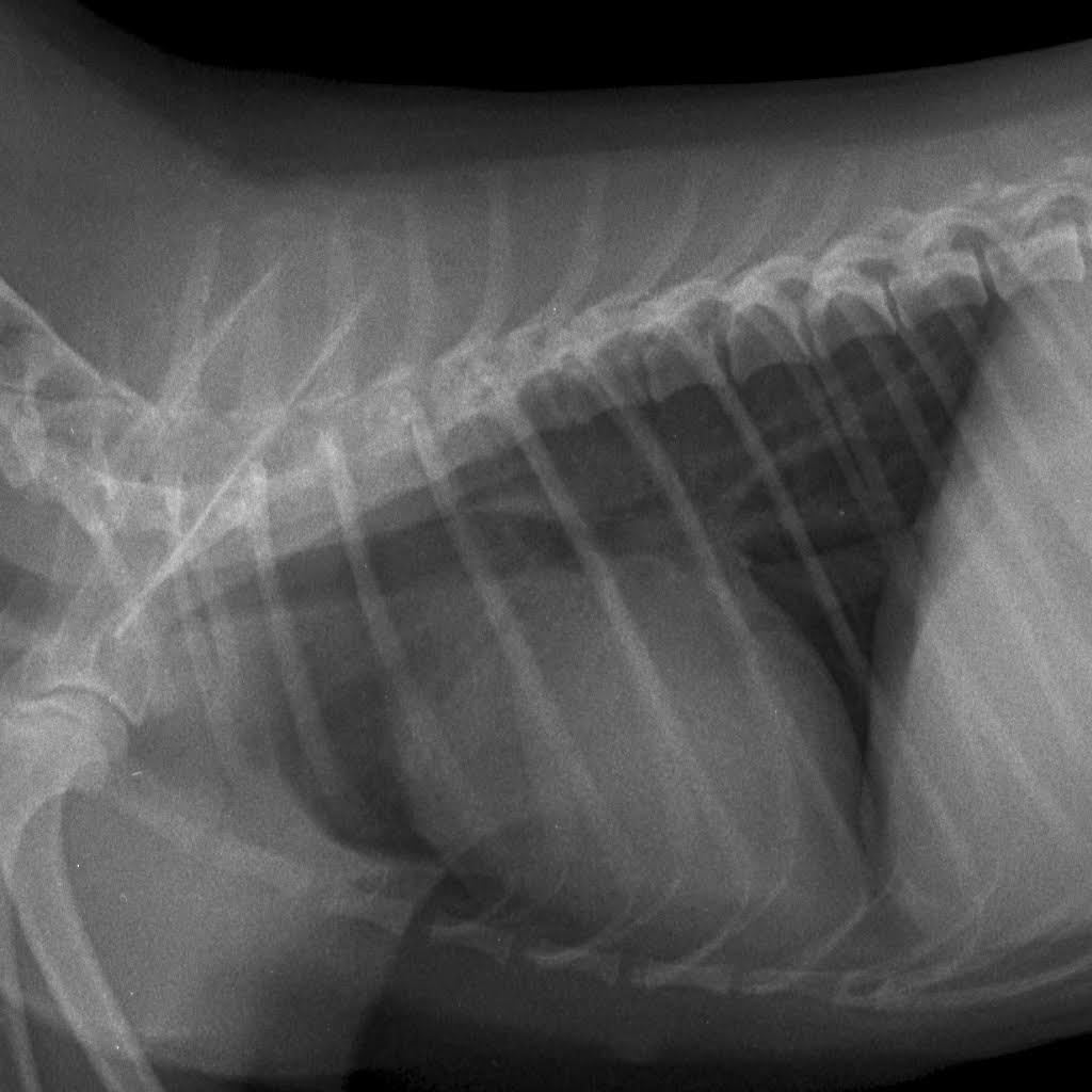 увеличение тени сердца - рентгеновский снимок собаки
