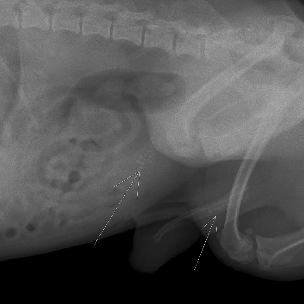 уролиты у мочевом пузыре и уретре у собаки - рентгенография